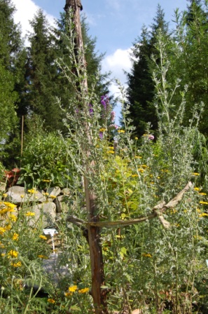 http://www.hildegard-kraeuter-garten.at/media/kraeuterwelt 2010/kraeuter-wermut.JPG